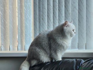 Scottish Fold cats - Advert 17