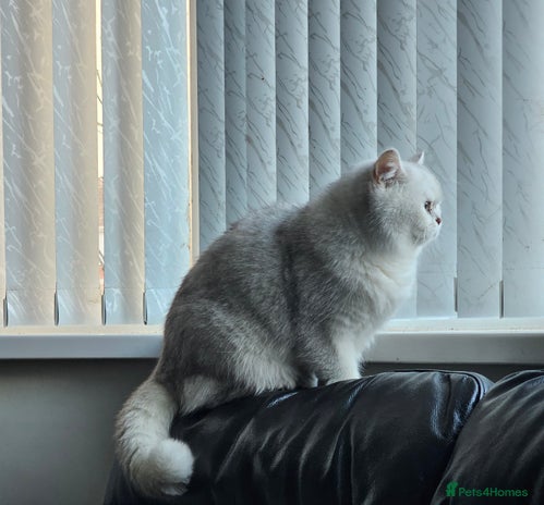 Scottish Fold cats - Advert 12