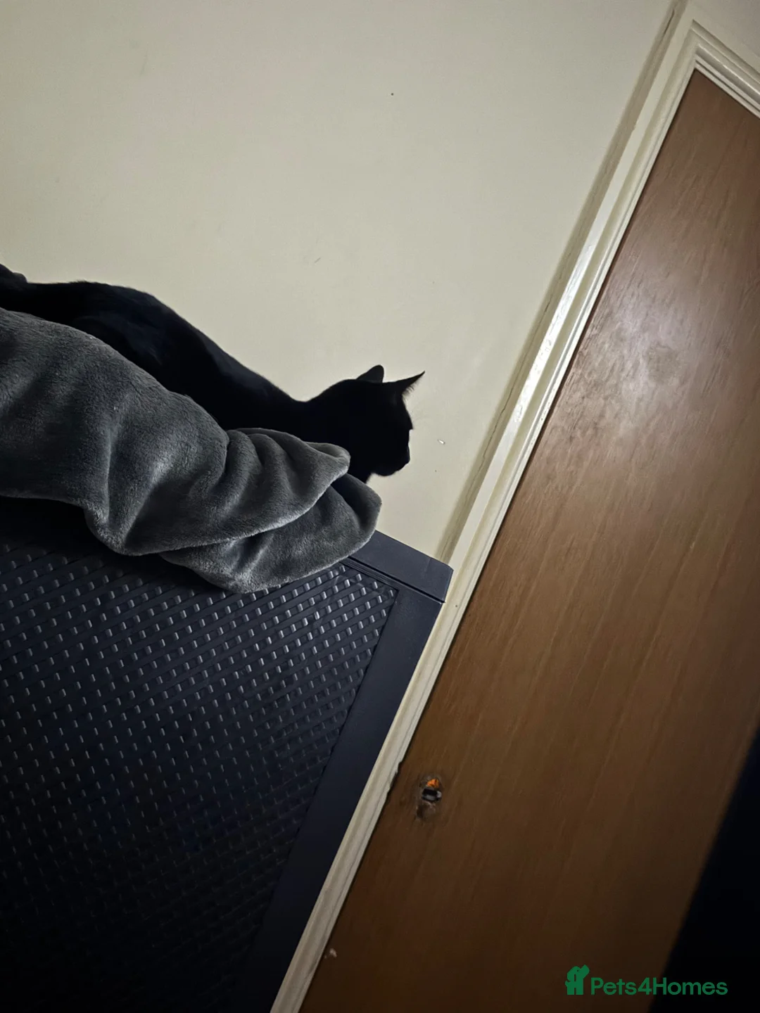 Domestic Shorthair cats for sale: 3 cats 1 year old  in Caldicot - Advert 3