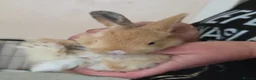 Continental Giant rabbits for sale: 6 beautiful giant baby bunnies - Advert 13