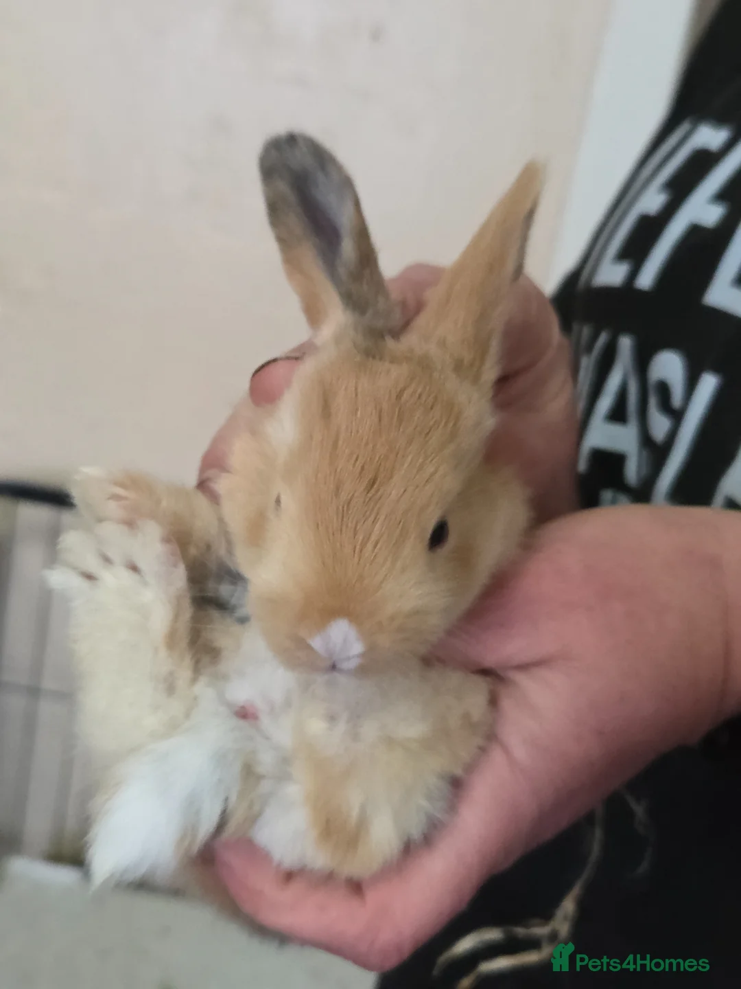 Continental Giant rabbits for sale: 6 beautiful giant baby bunnies - Advert 13