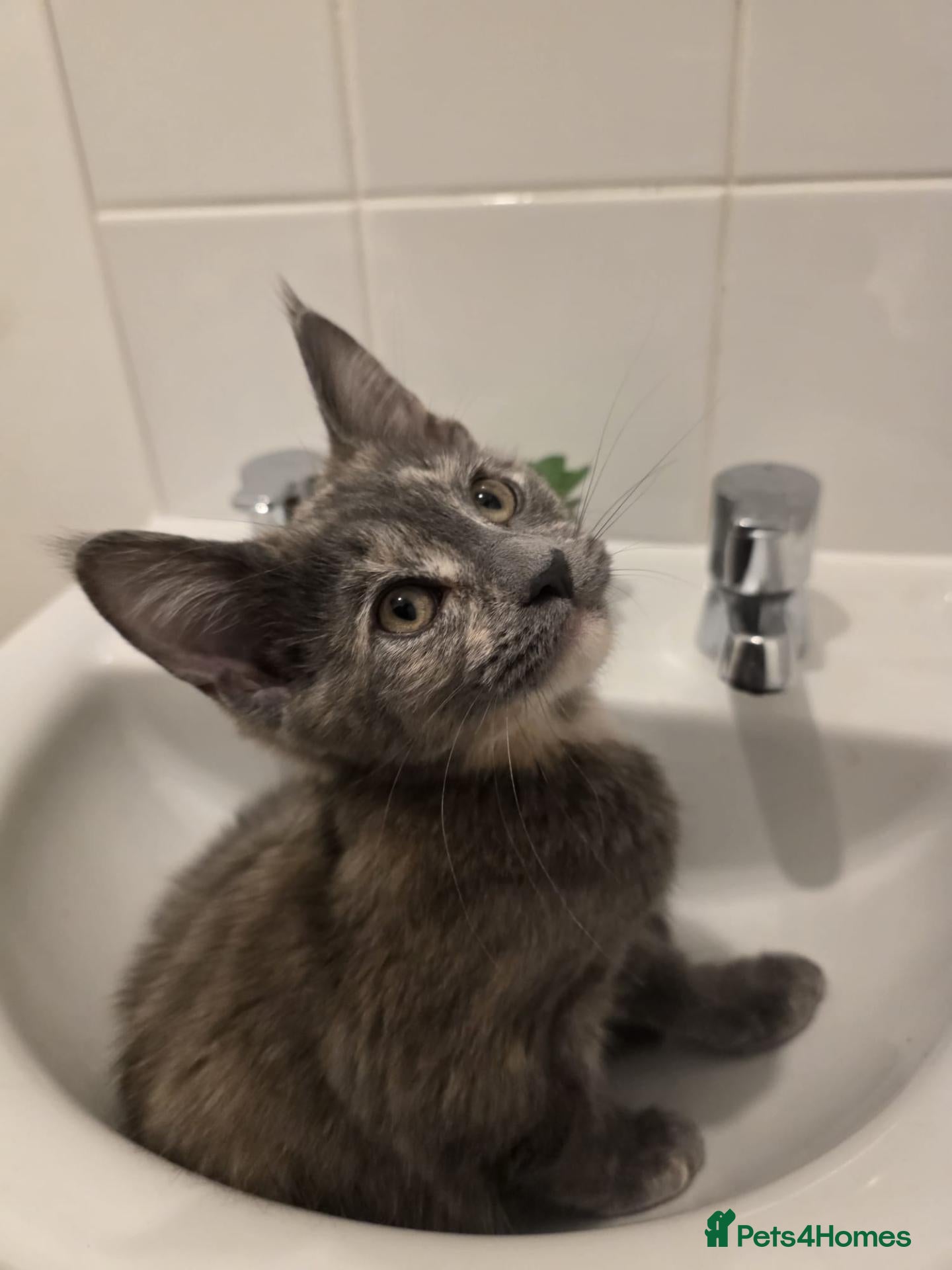 Maine Coon cats for sale: Beautiful mainecoon x kittens!!! - Advert 22