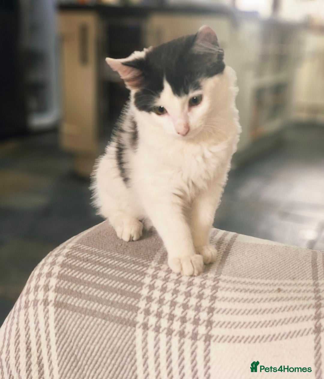 Mixed Breed cats for sale: Super cute, fun kitten - Image 2