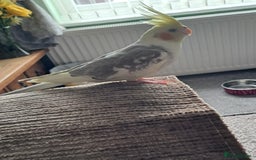 Cockatiels birds for sale: Hand reared baby cocktail very nice bird  - Image 4