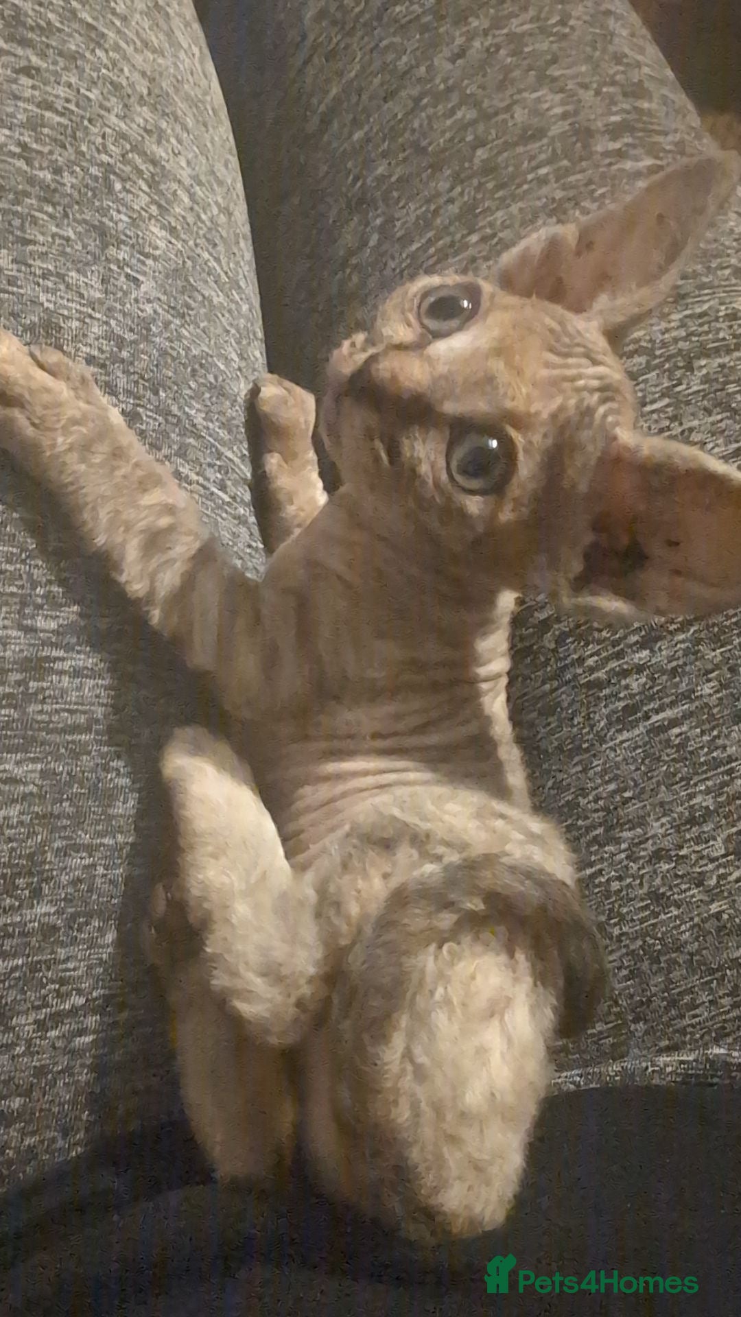 Sphynx cats for sale: Sphyx  - Image 6