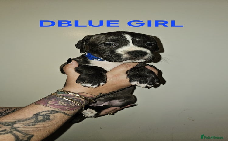 Bullmastiff dogs 12 Bullmastiff puppies for sale - Advert 3