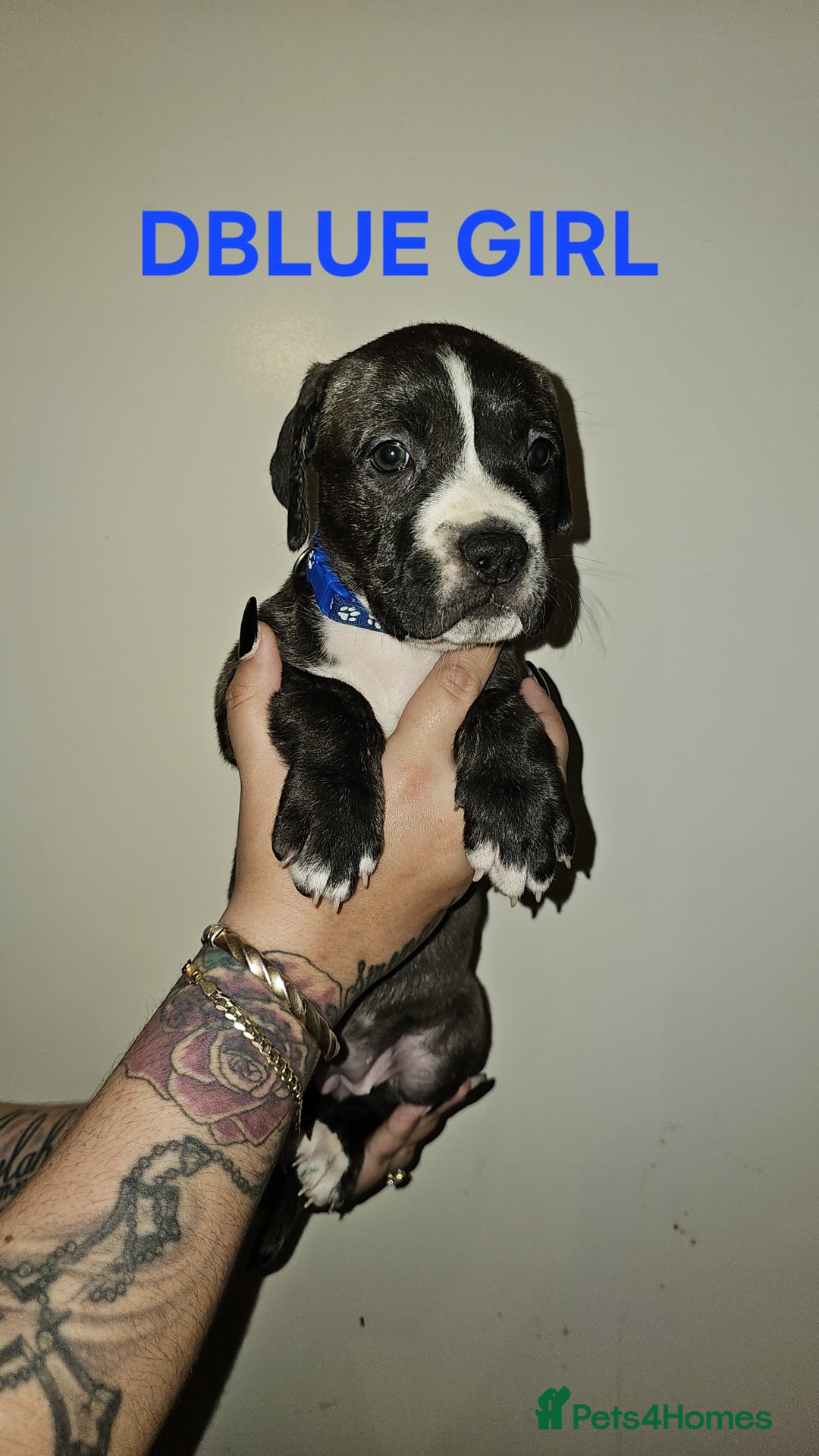 Bullmastiff dogs for sale: 11 Bullmastiff puppies for sale - Advert 5