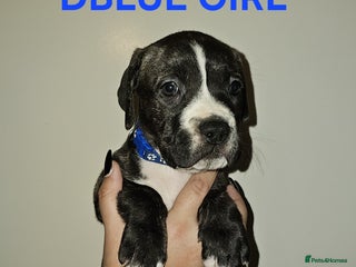 Bullmastiff dogs 12 Bullmastiff puppies for sale - Advert 6