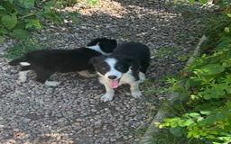 Border Collie dogs for sale: Excellent litter of border collie puppies for sale in Witney - Image 3