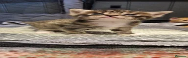 Dolly (tabby FEMALE)