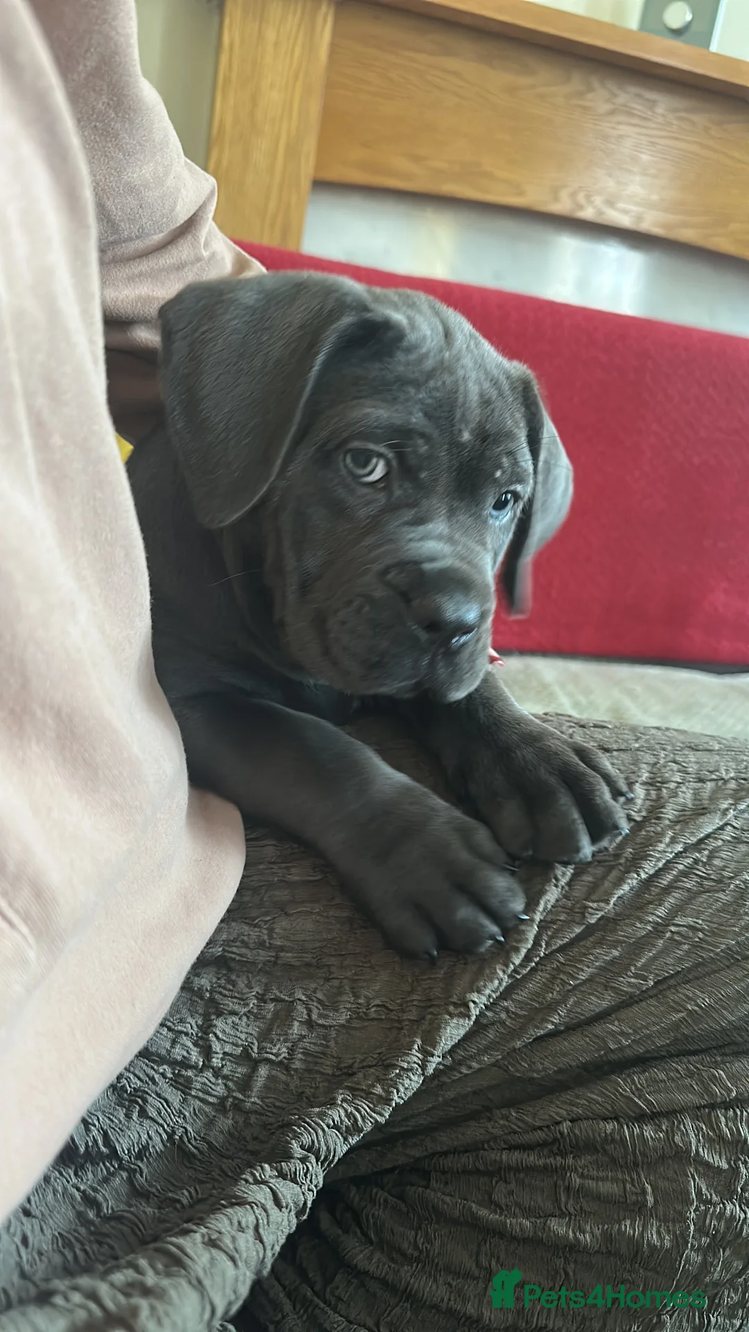 Cane Corso dogs for sale: Balestra Magica Corso IKC/FCI ❤️Last Girl Left❤️ - Advert 16