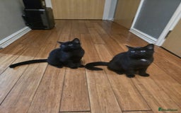 Mixed Breed cats for sale: British Short hair mixed breeds  - Advert 28