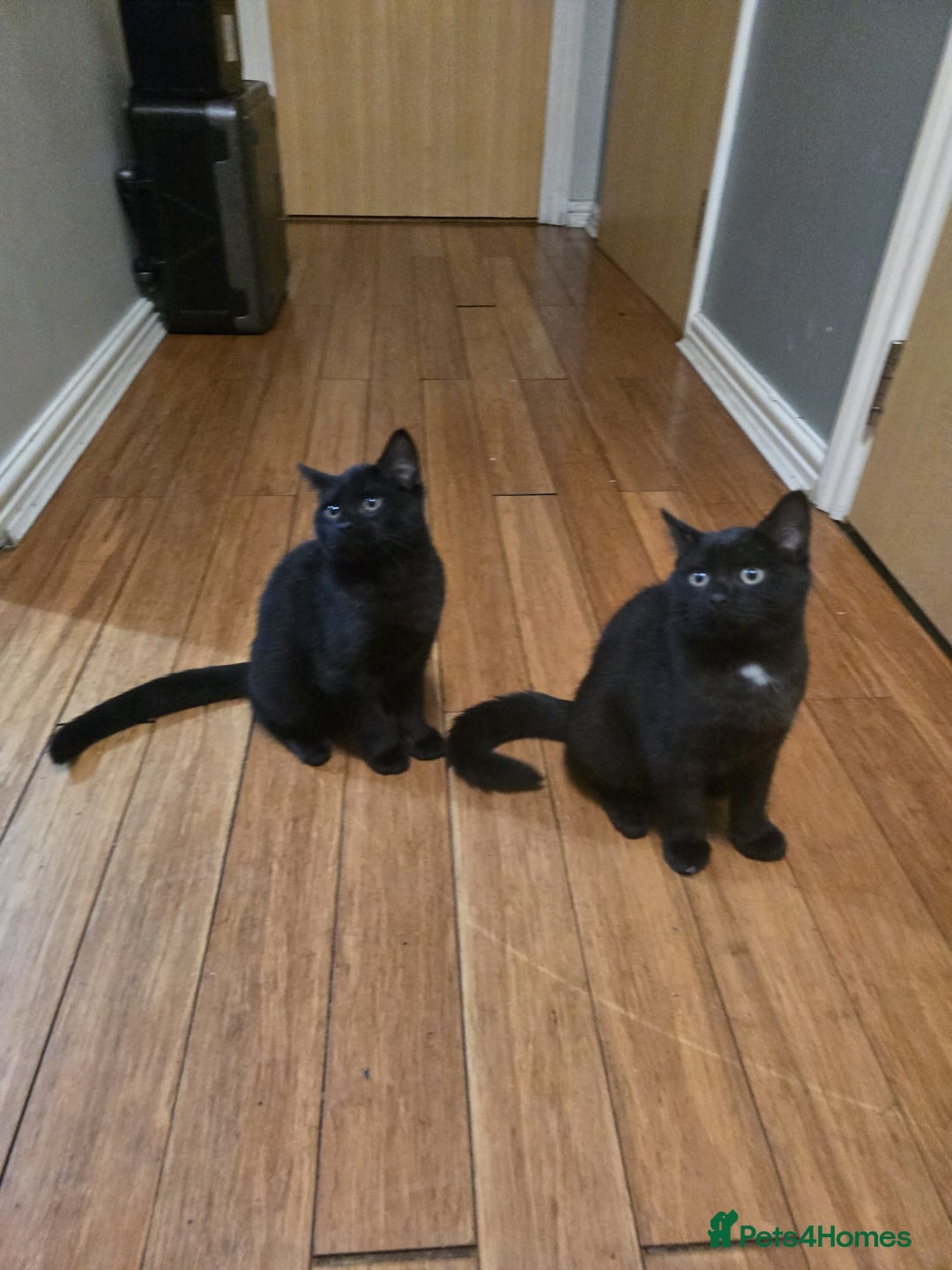 Mixed Breed cats for sale: British Short hair mixed breeds  - Advert 28