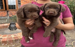 Cockerdor dogs for sale: One boy cockerdor puppy-Ready to go this weekend  - Image 7
