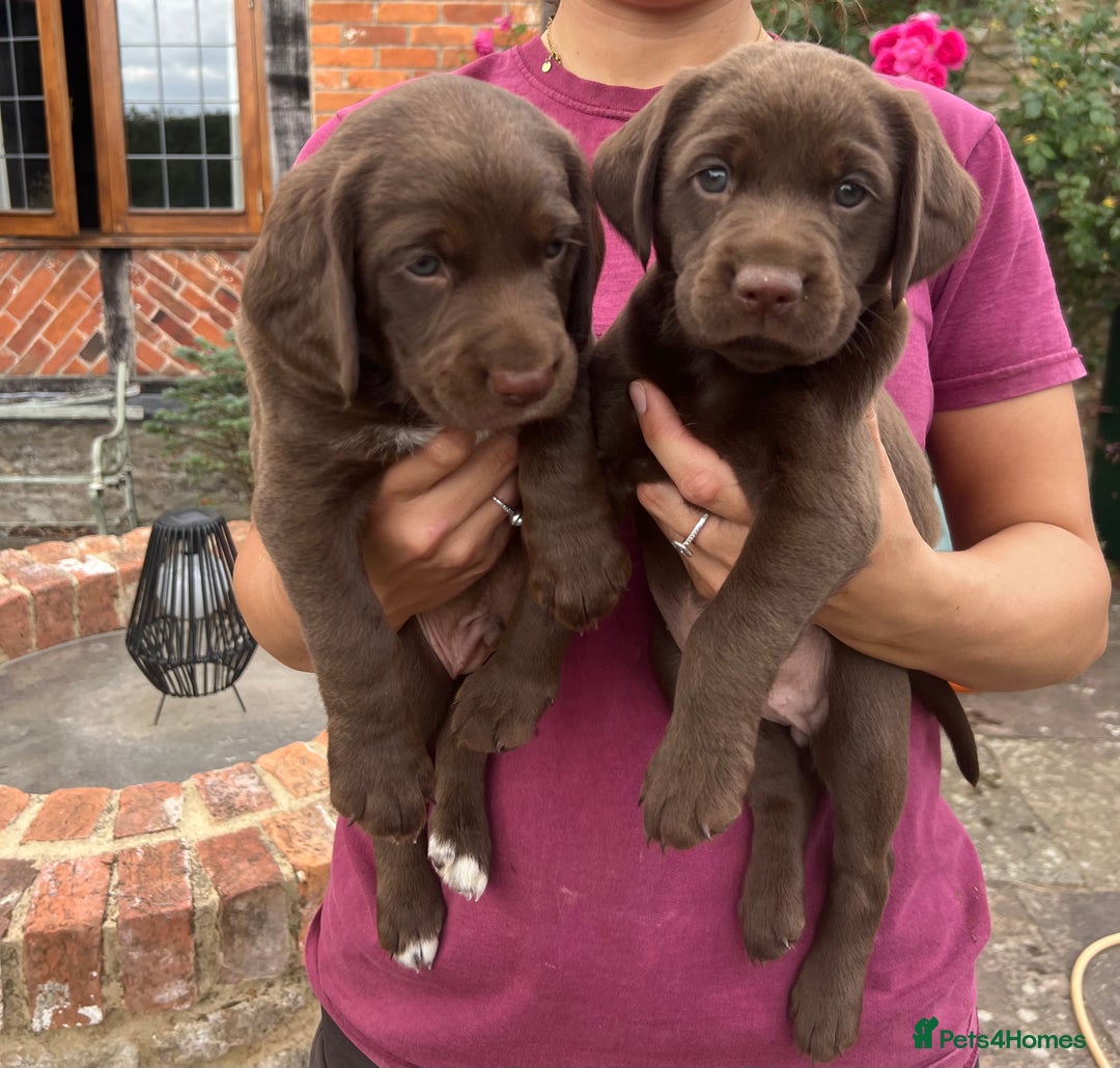 Cockerdor dogs for sale: One boy cockerdor puppy-Ready to go this weekend  - Image 7
