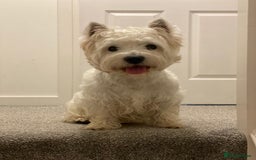 West Highland Terrier dogs for stud: KC West Highland terrier  in Edinburgh - Image 1