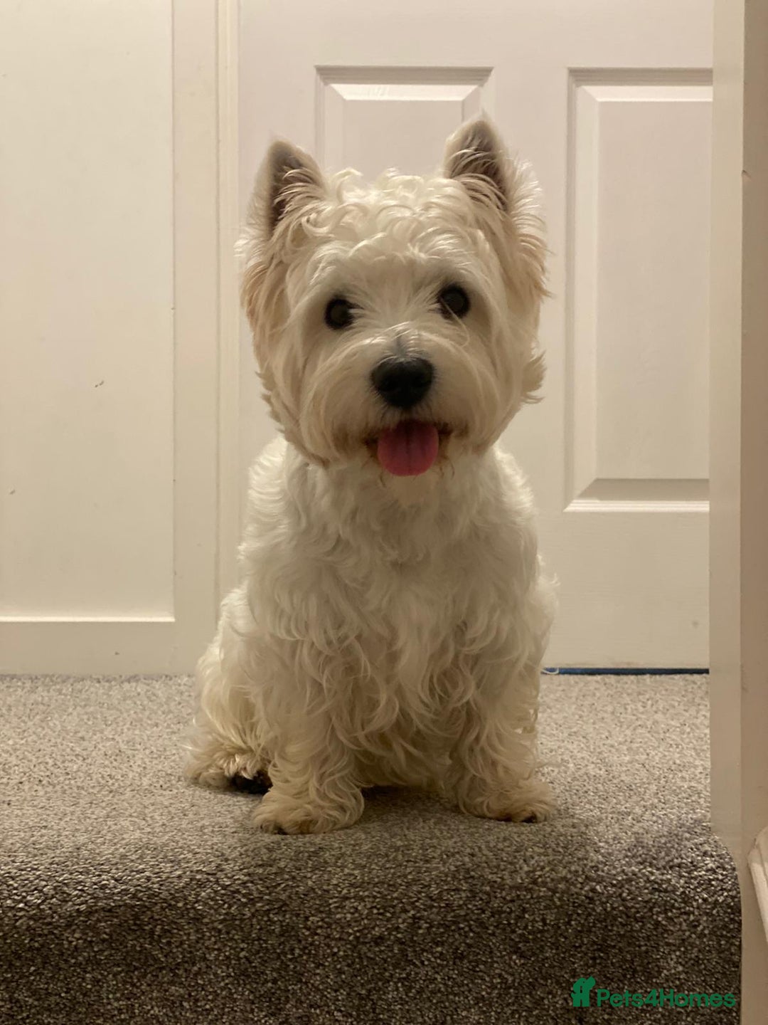 West Highland Terrier dogs for stud: KC West Highland terrier  in Edinburgh - Image 1