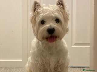 West Highland Terrier dogs in Edinburgh - Advert 2