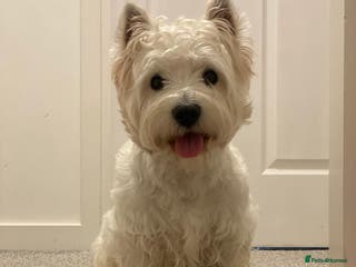 West Highland Terrier dogs KC West Highland terrier in Edinburgh - Advert 2