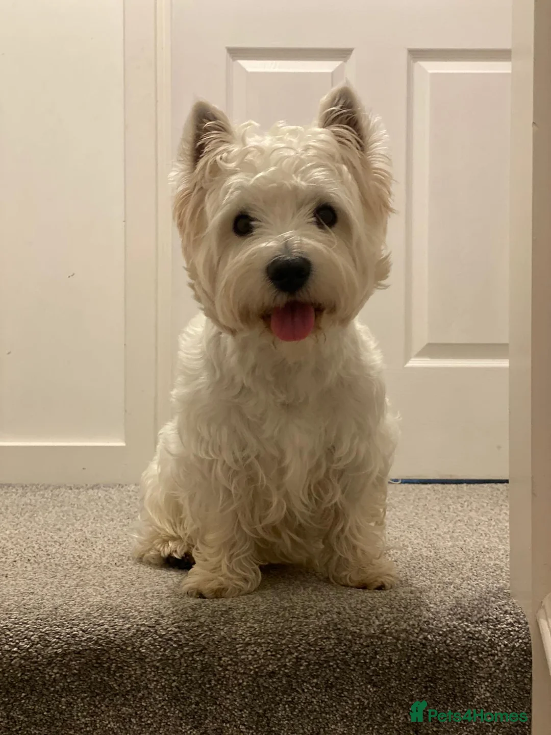 West Highland Terrier dogs for stud: KC West Highland terrier  in Edinburgh - Advert 1