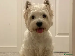 West Highland Terrier dogs KC West Highland terrier in Edinburgh - Advert 3