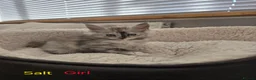 Maine Coon cats for sale: 12 Maine Coon kittens  - Advert 9