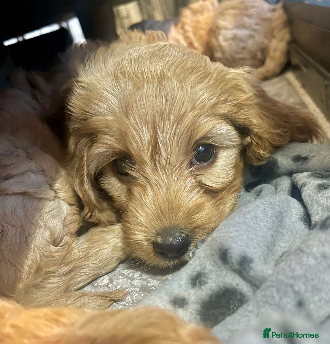 Cockapoo dogs for sale: Blond Boy Cockapoos looking for home - Advert 4