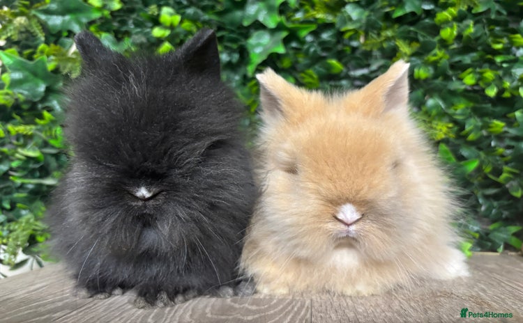Lionhead rabbits - Advert 1