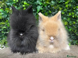 Lionhead rabbits BEAUTIFUL BABY LIONHEAD BUNNIES - Advert 3