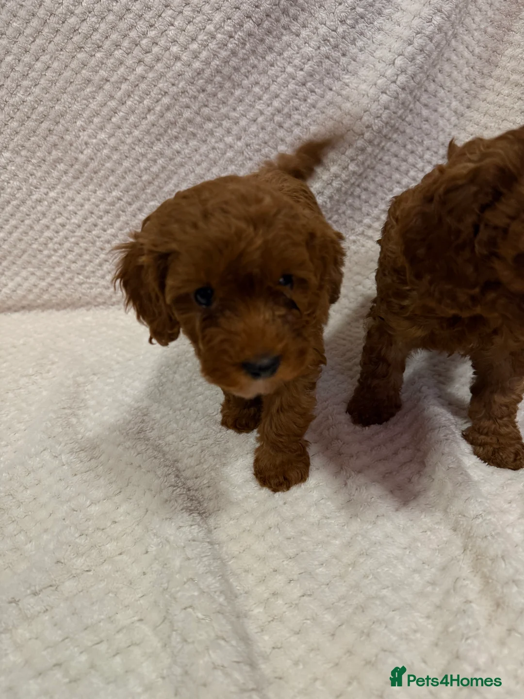 Cavapoo dogs for sale: FB1 Cavapoo - Advert 10