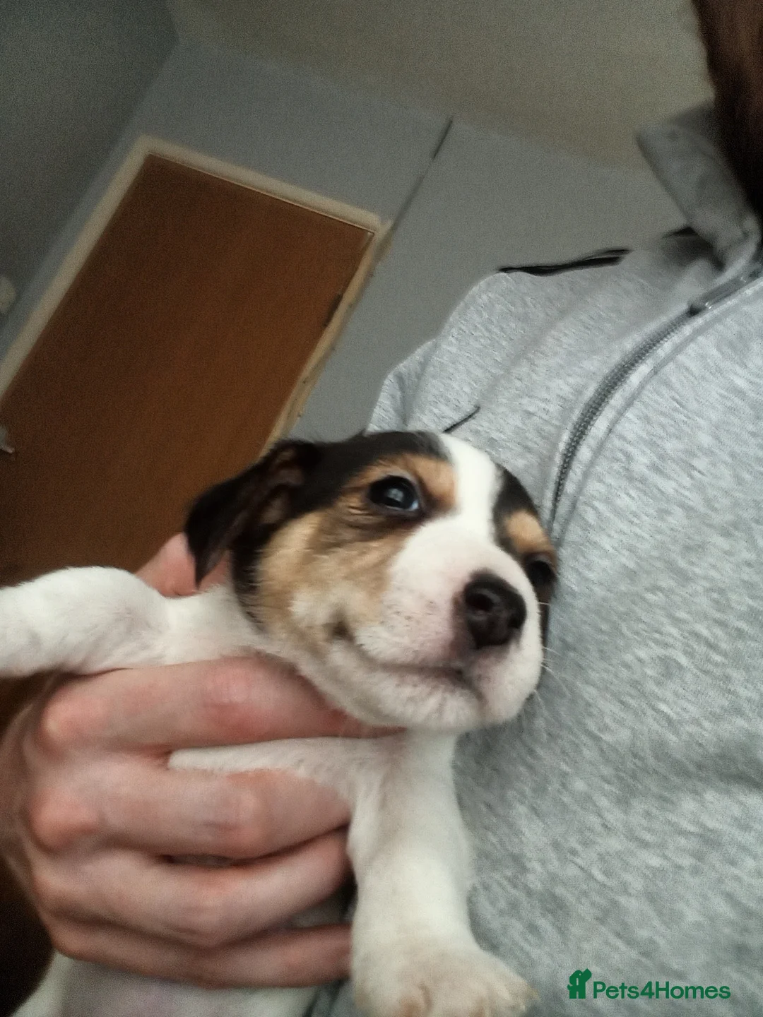 Mixed Breed dogs for sale: Parson Russell x Jack Russell  - Advert 14