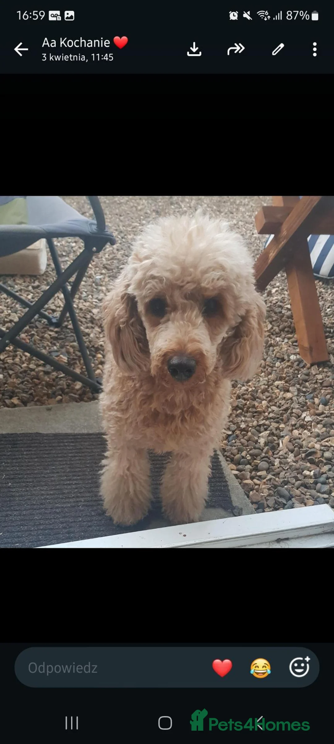 Cockapoo dogs for sale: Cockapoo❤❤❤ - Advert 16
