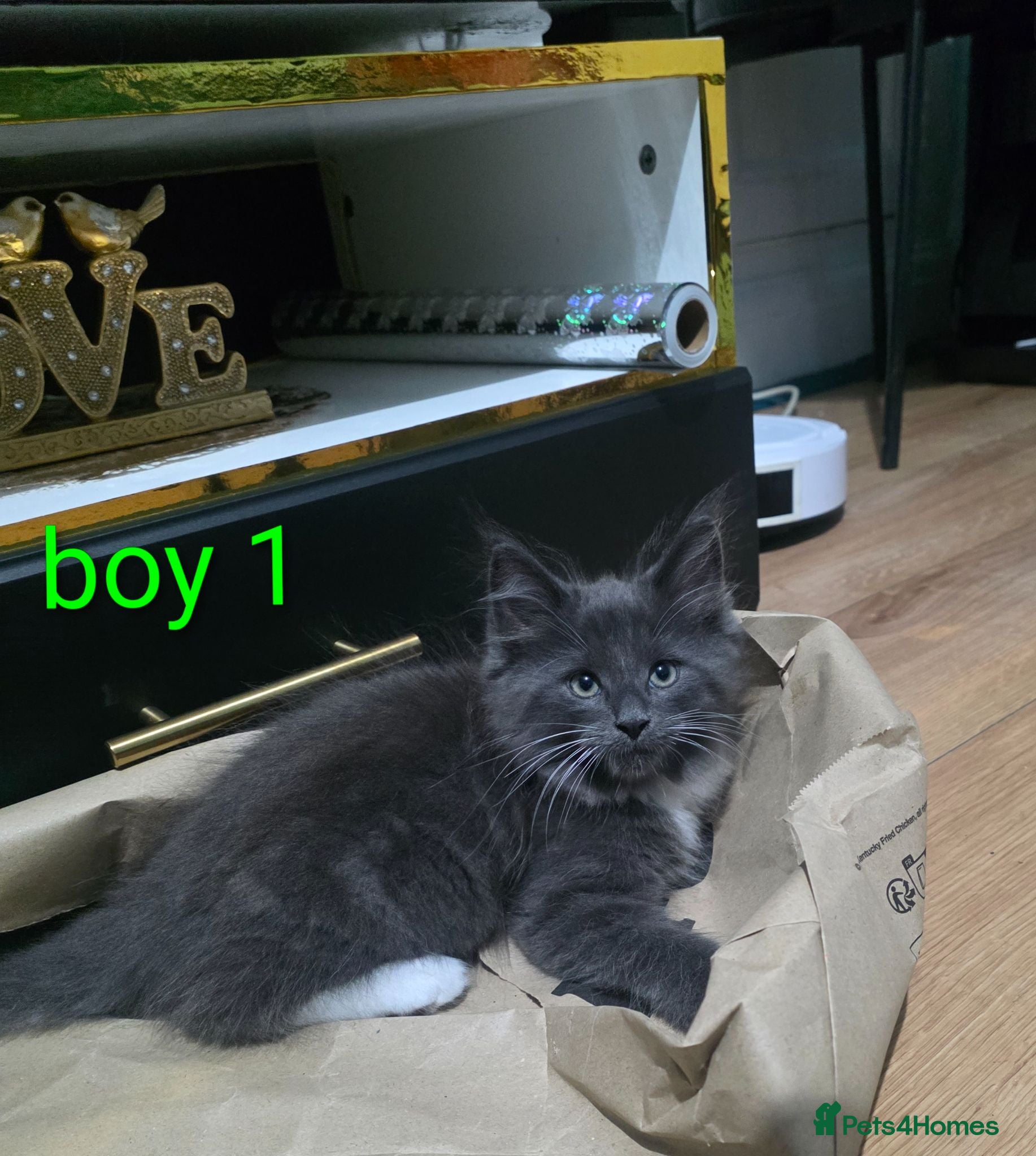 Ragcoon cats Beauty two boys looking for forever home - Advert 1
