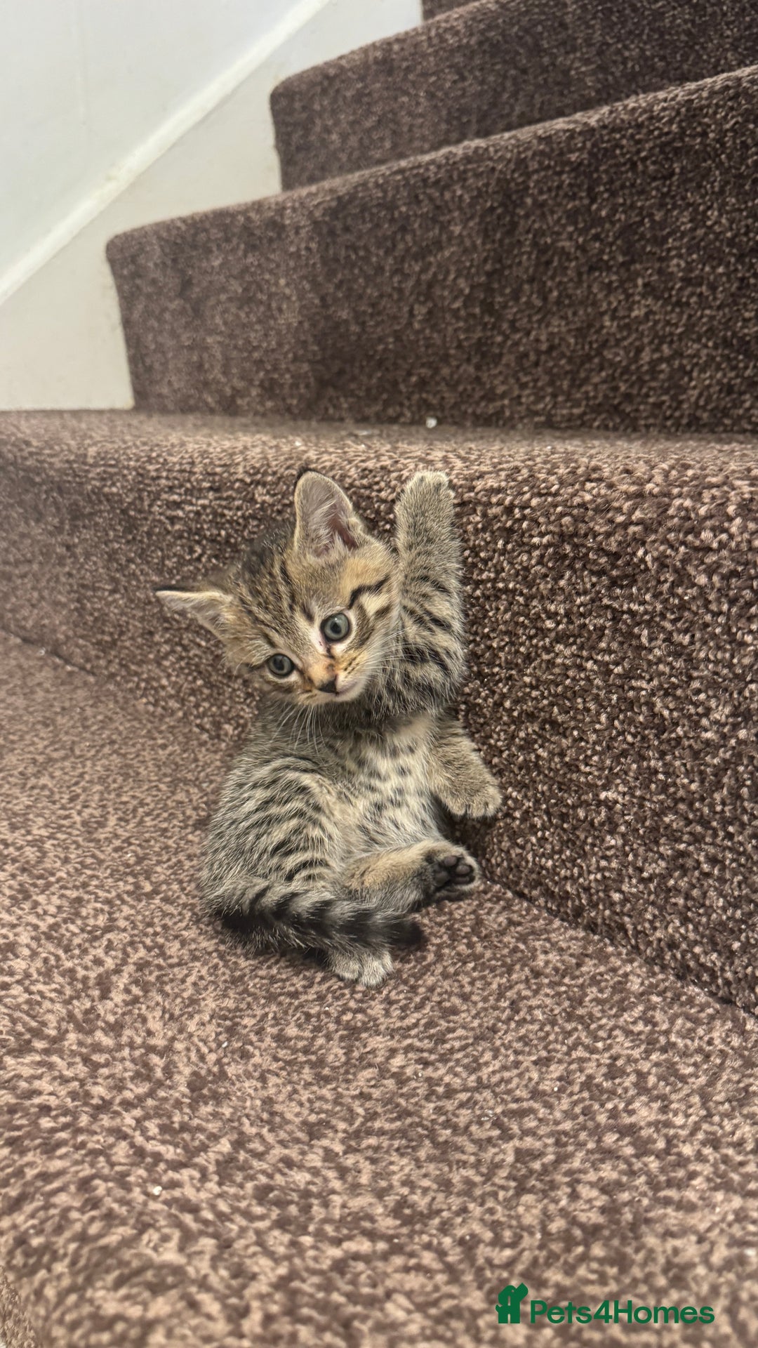 Domestic Shorthair cats for sale: 6 beautiful mixed breed kittens - Advert 4