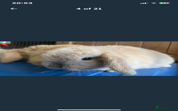 Mini Lop rabbits for sale: Stunning pure mini lop baby rabbits  - Image 24