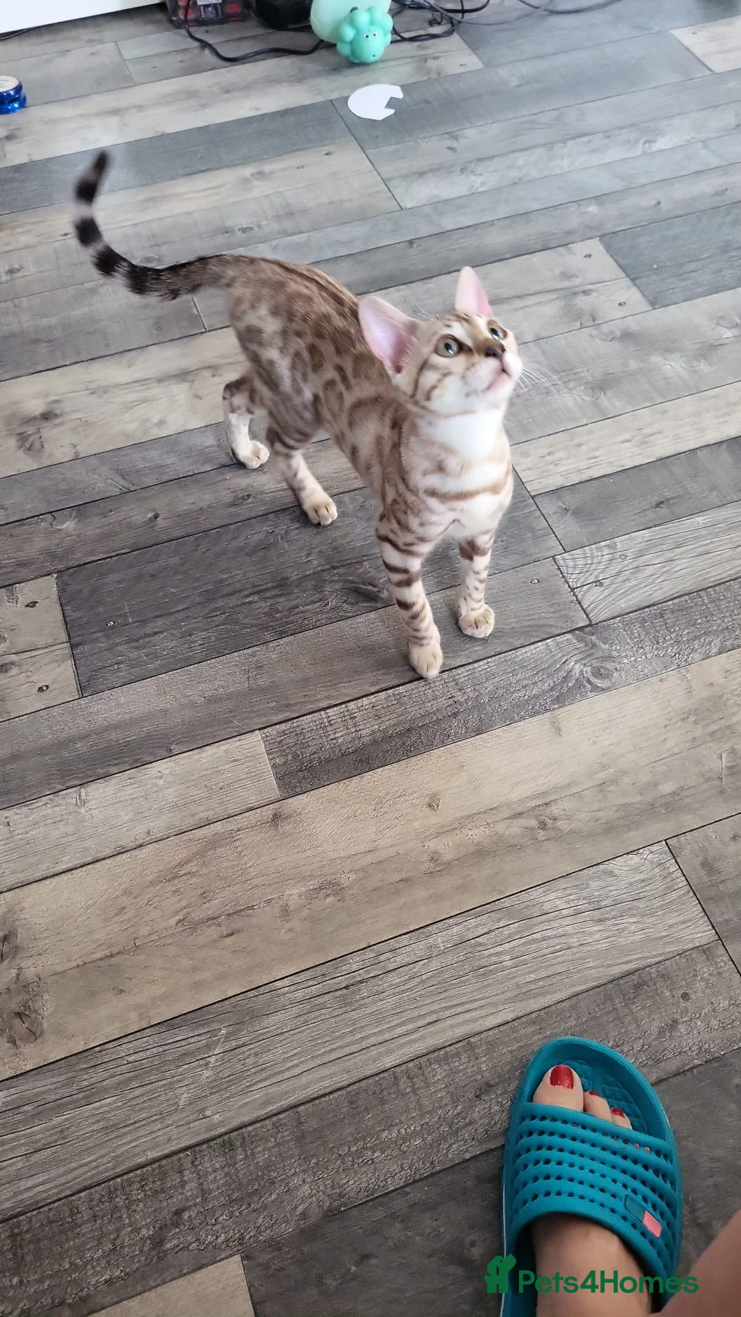Bengal cats for sale: Beautiful 3 bengal kittens girls - Advert 10