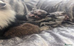 Pomeranian dogs for sale: Pomeranian puppies mixed colours  - Image 14
