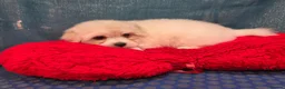 Coton De Tulear dogs for sale: 2 beautiful coton de tulear  - Advert 19
