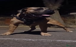 Cane Corso dogs for stud: Russian import cane corso - Image 10