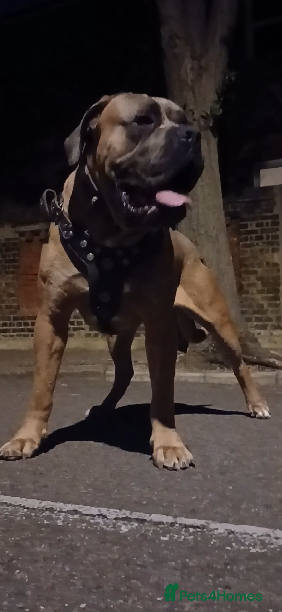 Cane Corso dogs for stud: Russian import cane corso - Image 10