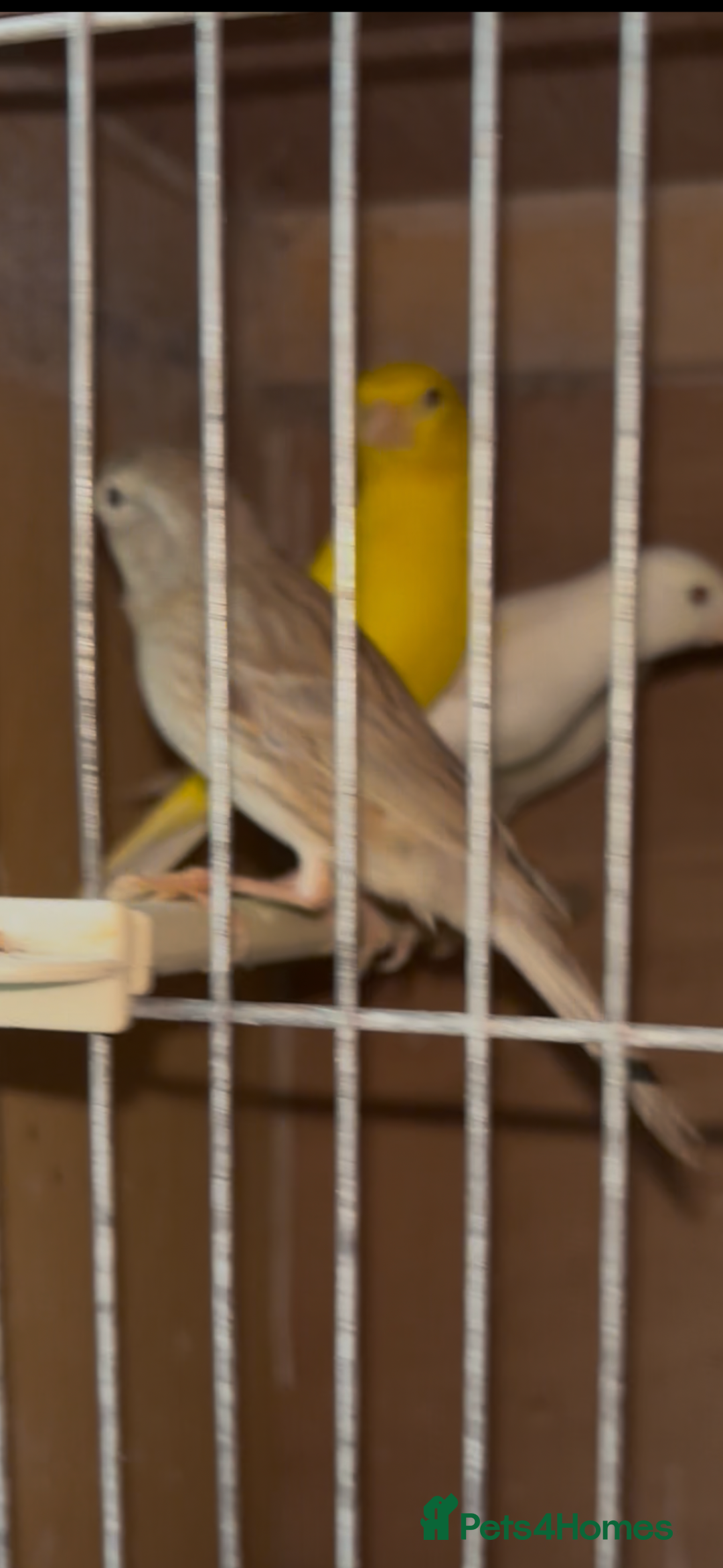 Canaries birds for sale: X11 Irish x4 red mosaic all 2025 and closed rung - Advert 3