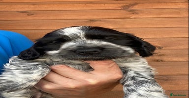 Cocker Spaniel dogs - Advert 3