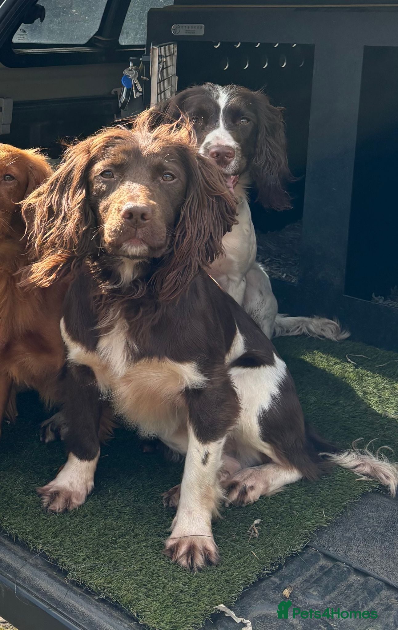 English Springer Spaniel dogs Ftch x Ftw ESS Pups - KC Reg - Advert 2