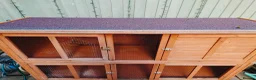Mixed Breed rabbits for sale: Double hutch and rabbits  in Newark - Advert 2