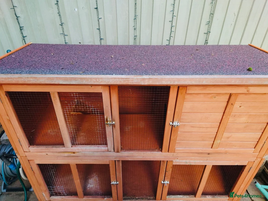 Mixed Breed rabbits for sale: Double hutch and rabbits  in Newark - Advert 2