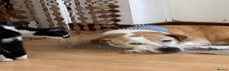 Mixed Breed dogs for adoption: GRANDPA - could you be his hero? - Advert 4