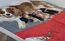 Cavalier King Charles Spaniel dogs for sale: Gorgeous KC Reg Cavalier Puppies  - Image 22