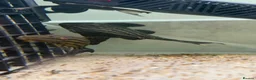 Plecos fish for sale: L027C Royal Thunder aka Golden line panaque  - Advert 4