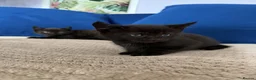 Mixed Breed cats for sale: Fluffy Maine Coon Mix kittens - Stunning Litter in Newmarket - Advert 3