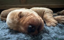 Labrador Retriever dogs for sale: Beautiful Labrador Retriever puppies - Image 11